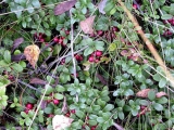 Брусника обыкновенная (лат. Vaccinium vitis-idaea)